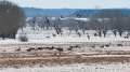 015_Biebrza - marzec 2013